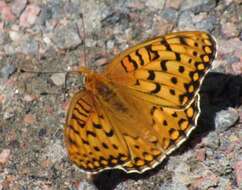 Image of Edwards' Fritillary