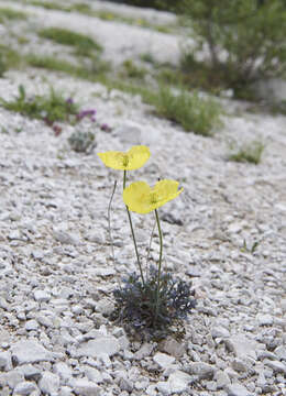 Imagem de Papaver alpinum L.