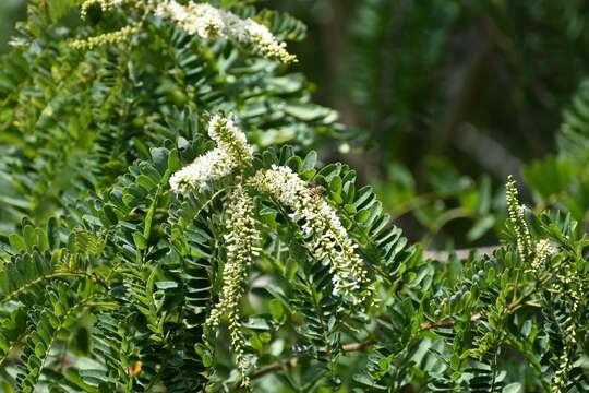 Sivun Eysenhardtia adenostylis Baill. kuva