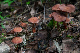 Image of Tubaria confragosa (Fr.) Harmaja 1978