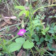 Plancia ëd Ipomoea capillacea (Kunth) G. Don