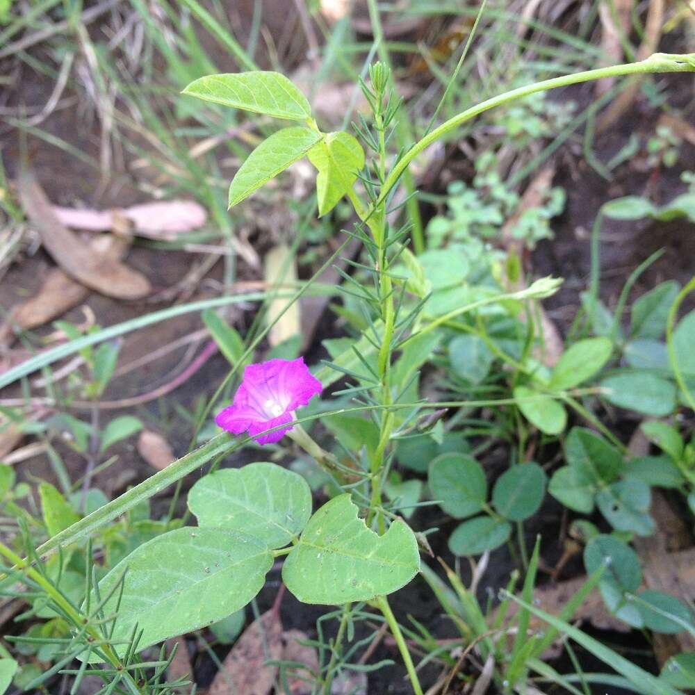 Plancia ëd Ipomoea capillacea (Kunth) G. Don