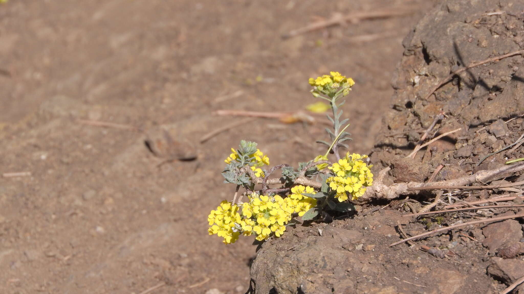 Image of Mountain Alyssum