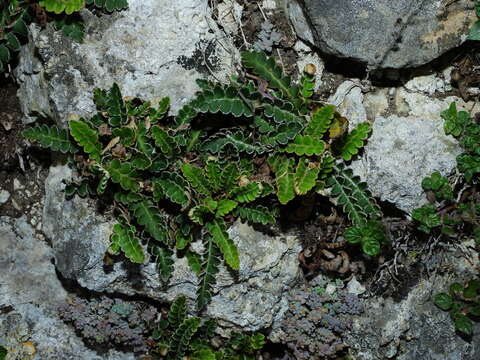 Image of Asplenium ceterach subsp. ceterach