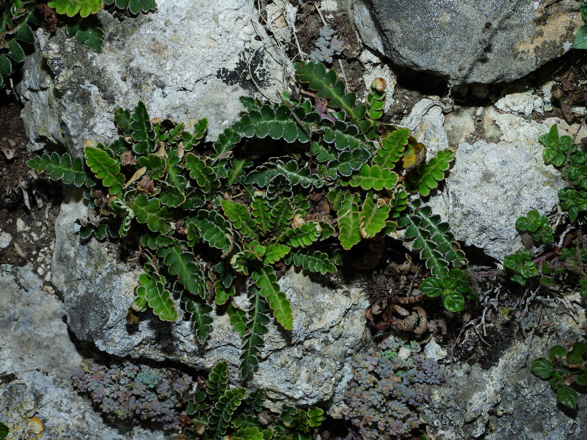 Plancia ëd Asplenium ceterach subsp. ceterach