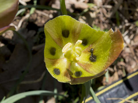 Image of Fritillaria pontica Wahlenb.