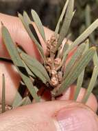 Image de Hakea erecta B. Lamont