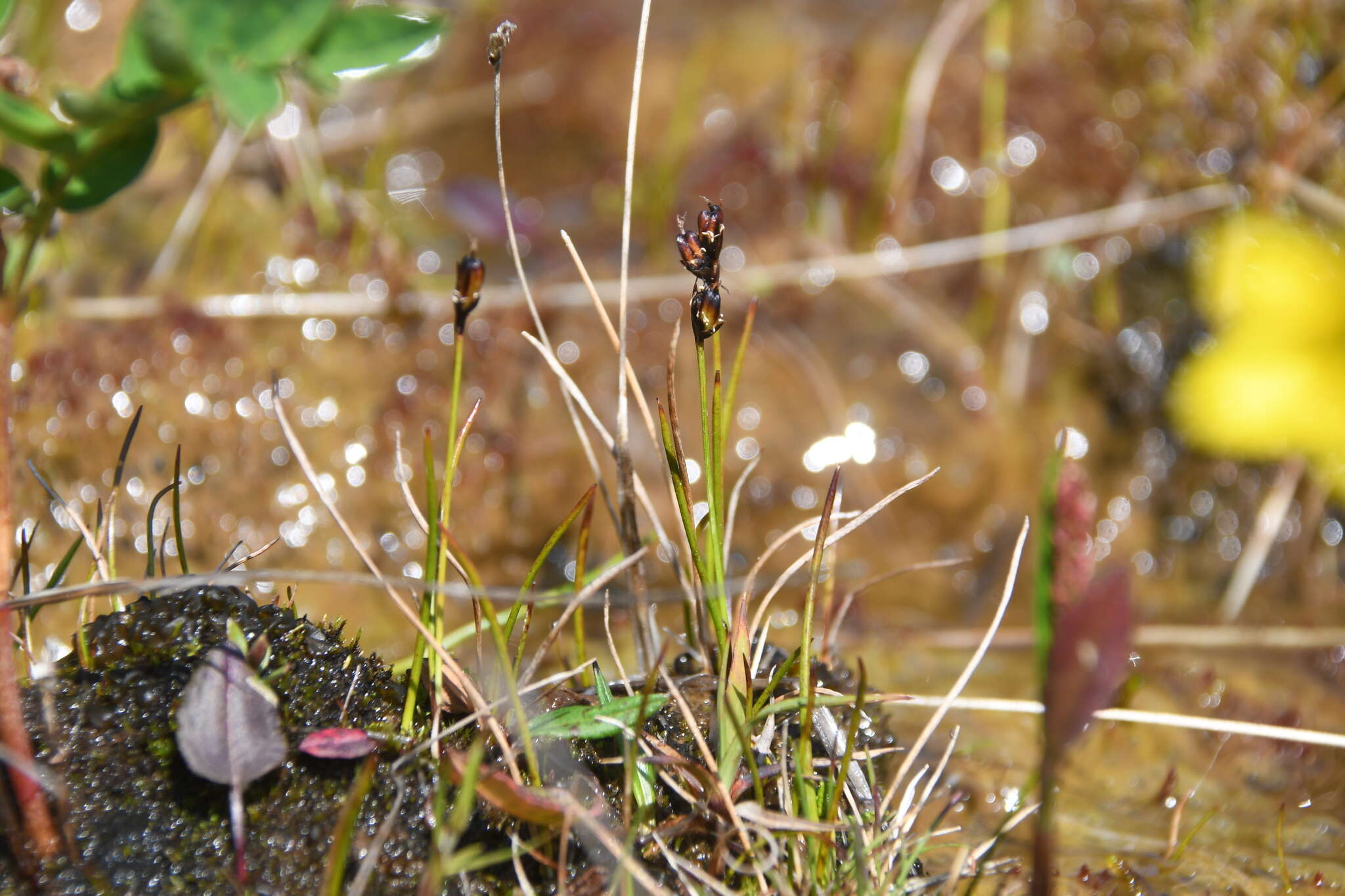 Juncus biglumis L. resmi