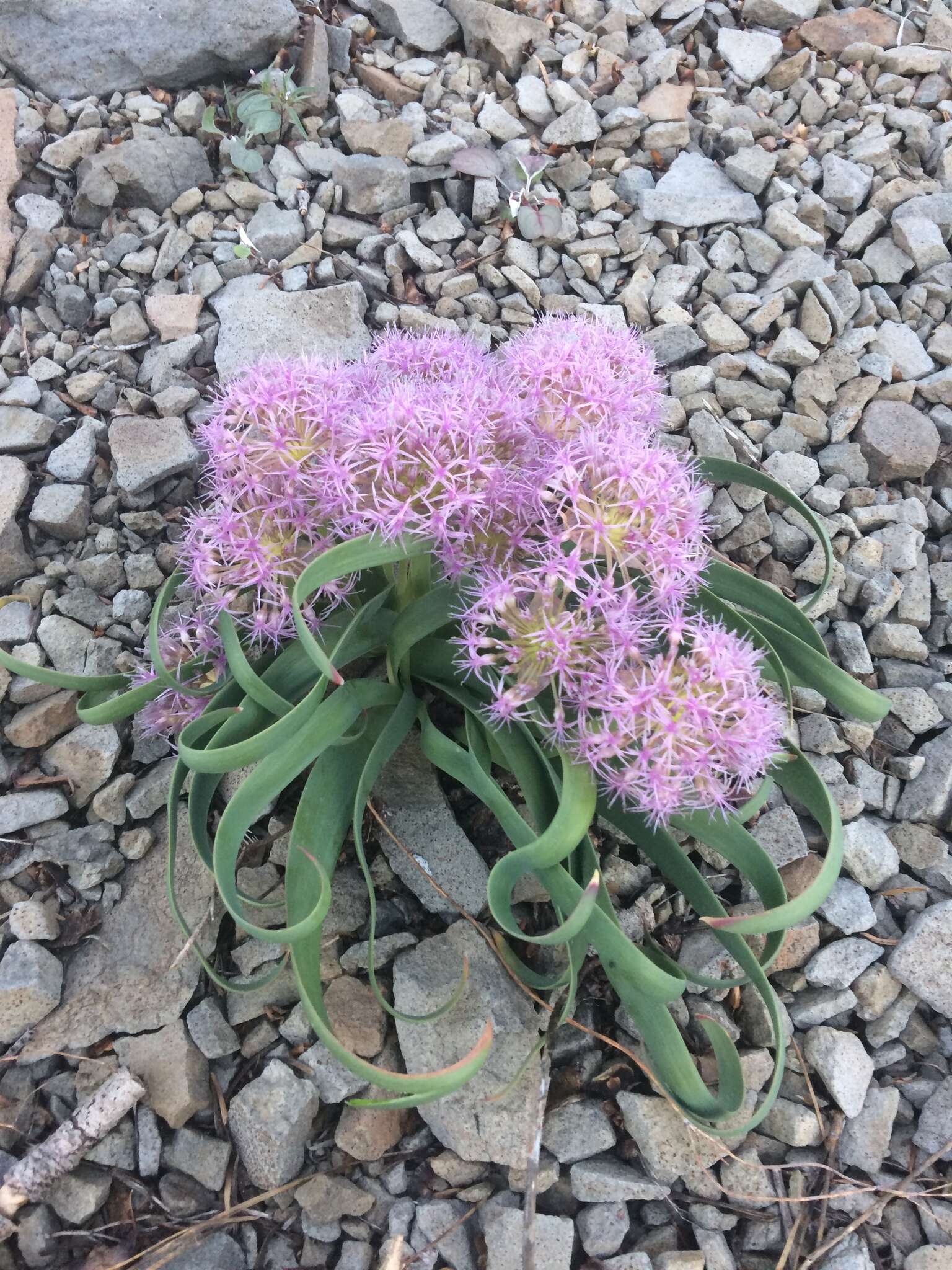 Image de Allium platycaule S. Watson