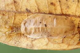 صورة Caloptilia alchimiella (Scopoli 1763)