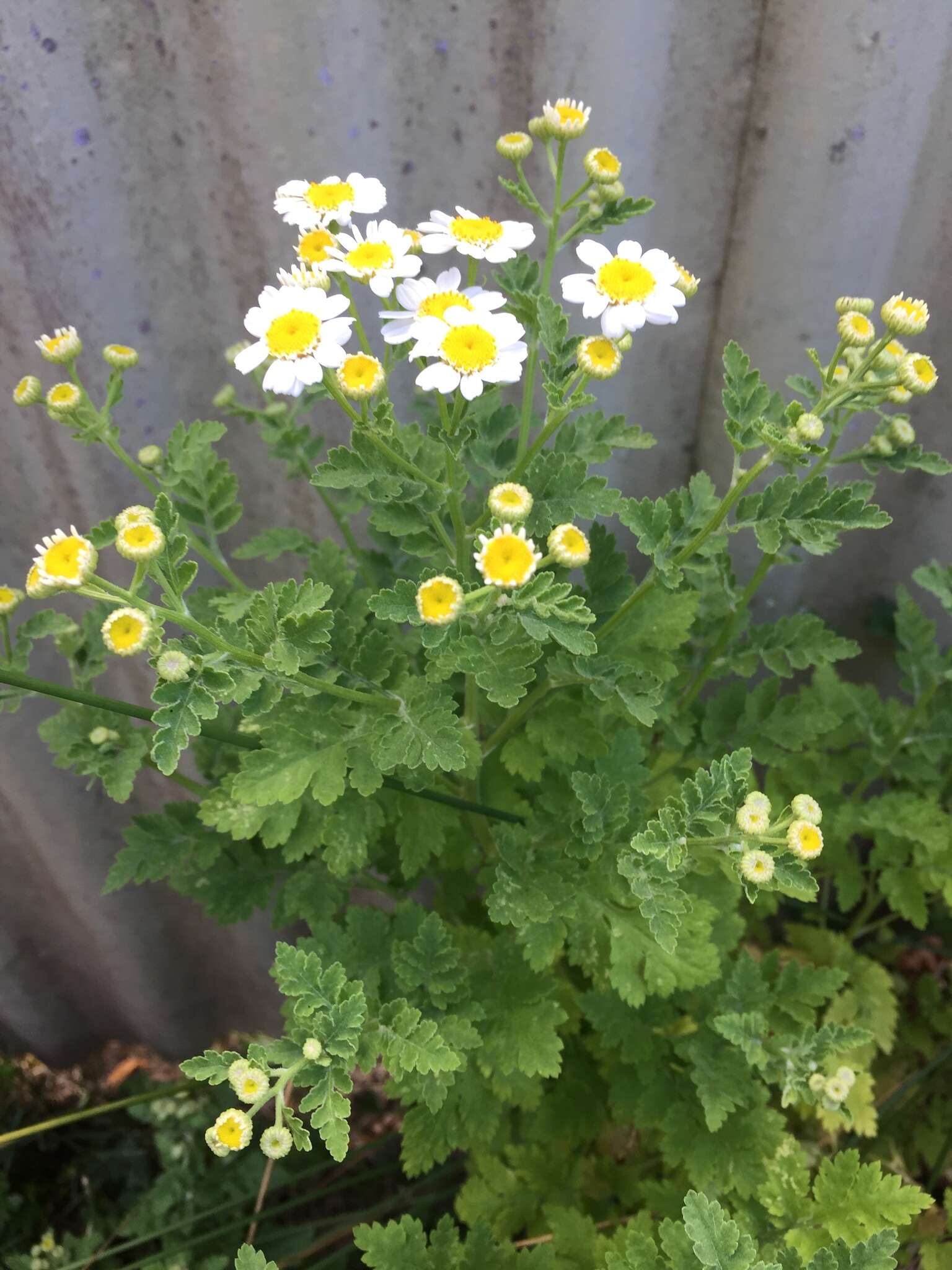 Image of feverfew