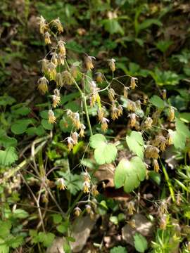 Image of early meadow-rue