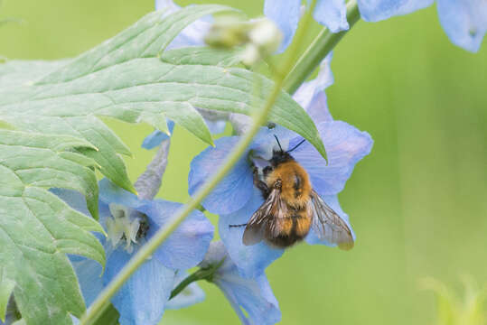 Image of Bombus consobrinus Dahlbom 1832