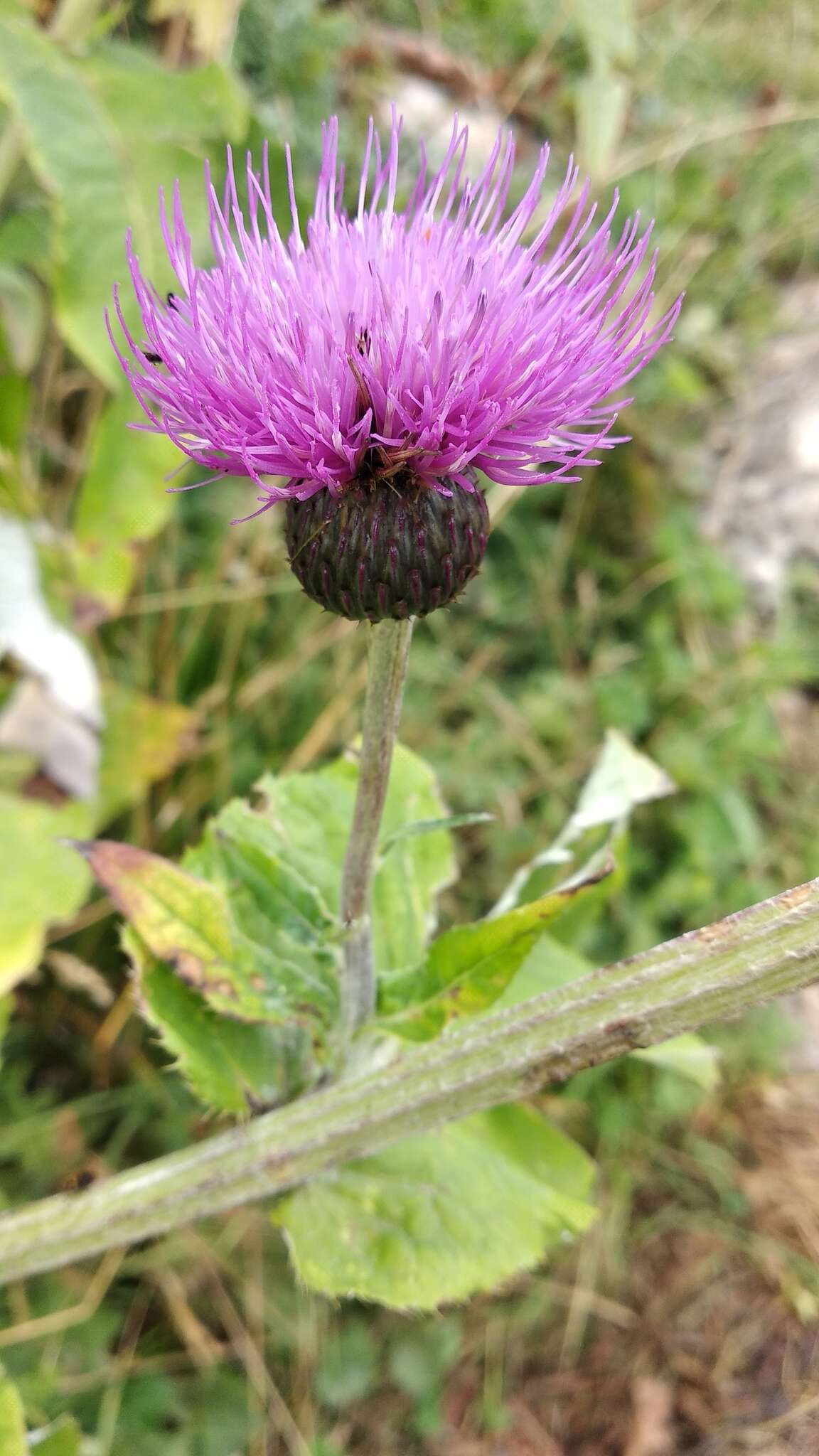 Слика од Cirsium dealbatum Bieb.