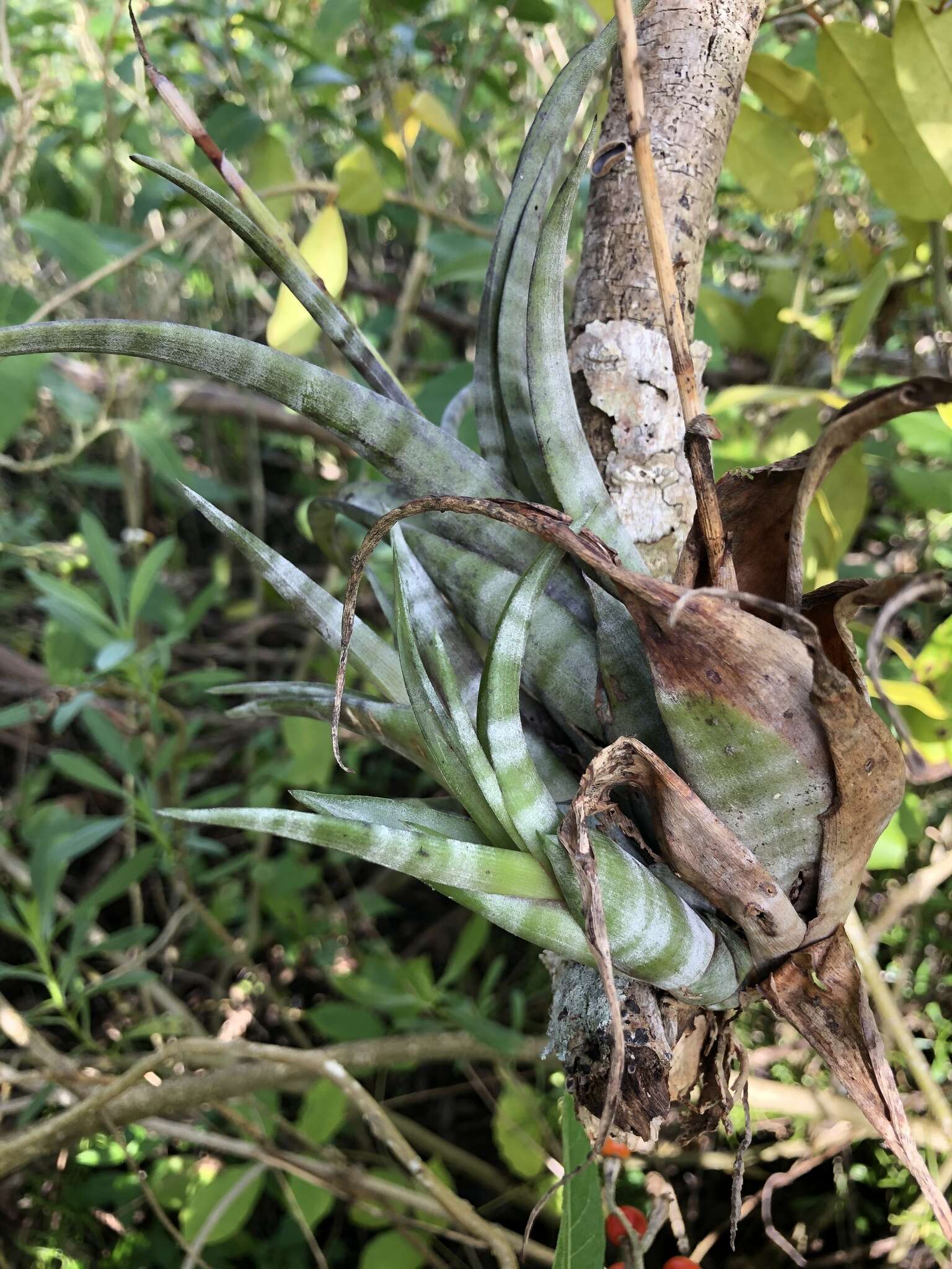 Image of twisted airplant