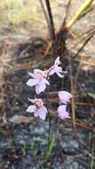 Image of Many-flowered grass-pink orchid