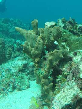 Image of brown tube sponge