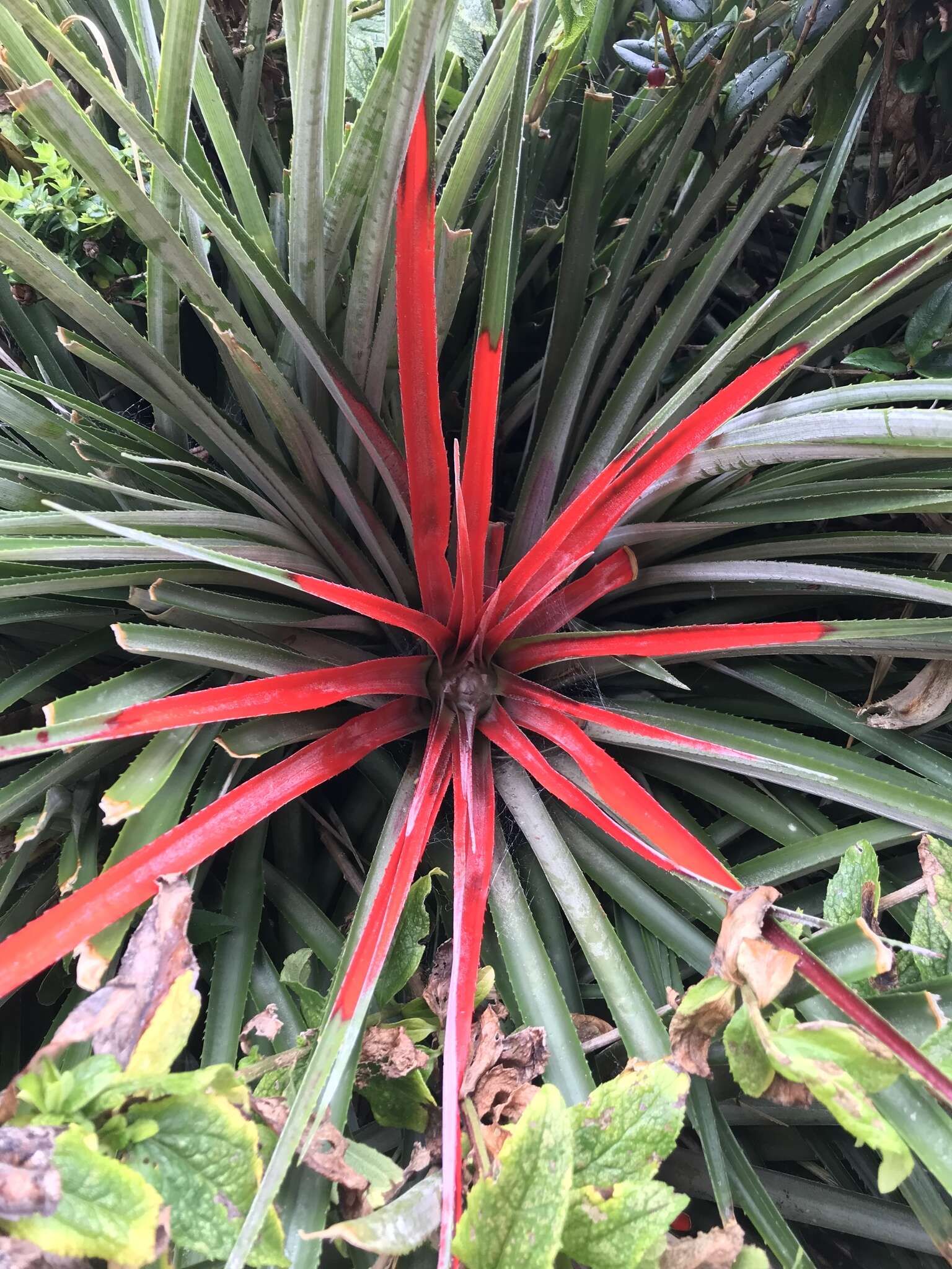 Fascicularia bicolor subsp. bicolor的圖片