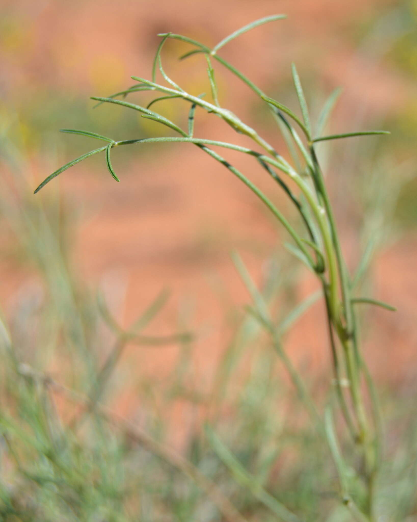 Image of <i>Calobota halenbergensis</i>