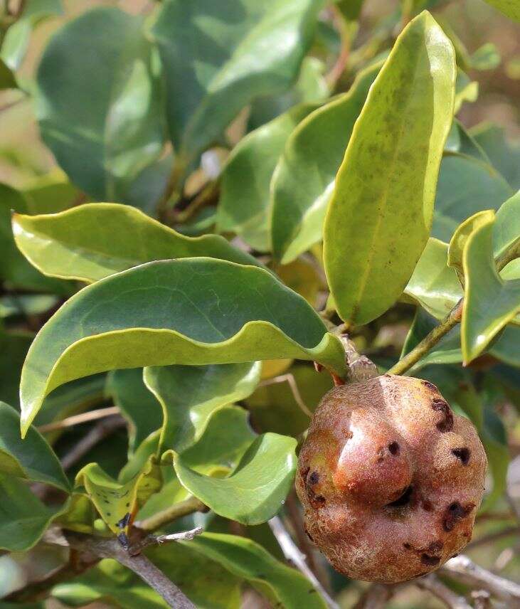 Image of Tambourissa purpurea (Tul.) A. DC.