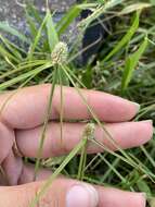 Image of Cyperus sesquiflorus subsp. sesquiflorus