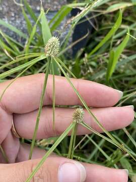 Image de Cyperus sesquiflorus subsp. sesquiflorus