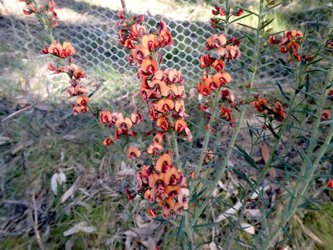 Image de <i>Daviesia ulicifolia</i> subsp. <i>incarnata</i>