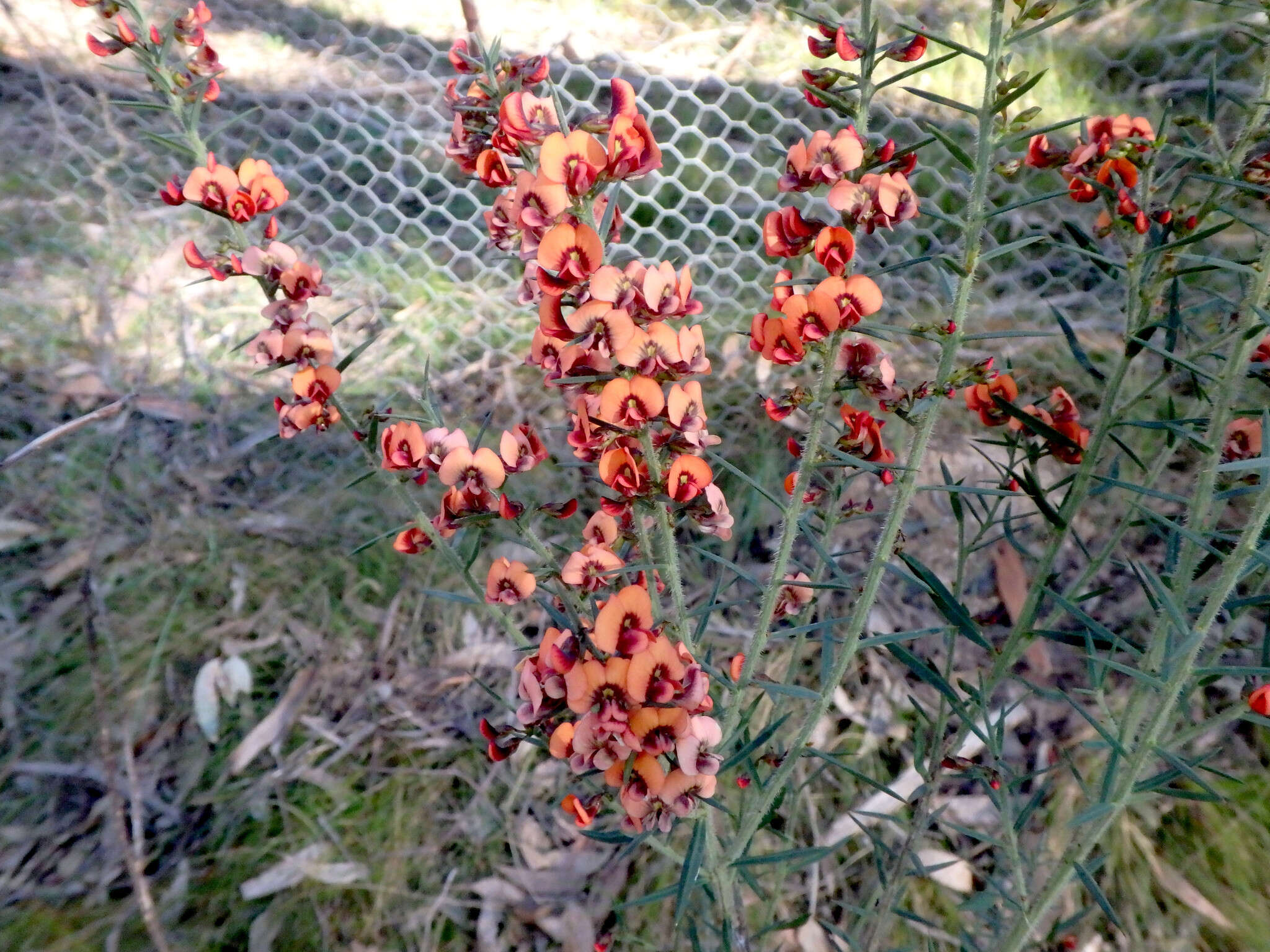 Image of <i>Daviesia ulicifolia</i> subsp. <i>incarnata</i>