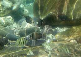 Image of Head-band Surgeonfish