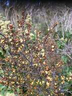 Image of Micrantheum serpentinum Orchard
