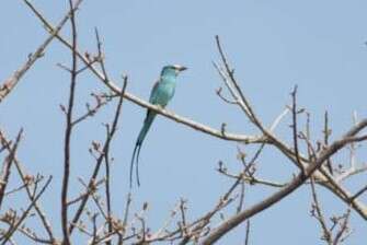 Image of Abyssinian Roller