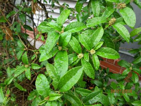 Image of Cortez's croton