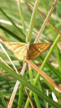 Imagem de Idaea flaveolaria