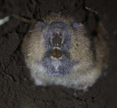 Image of Northeast african mole rat