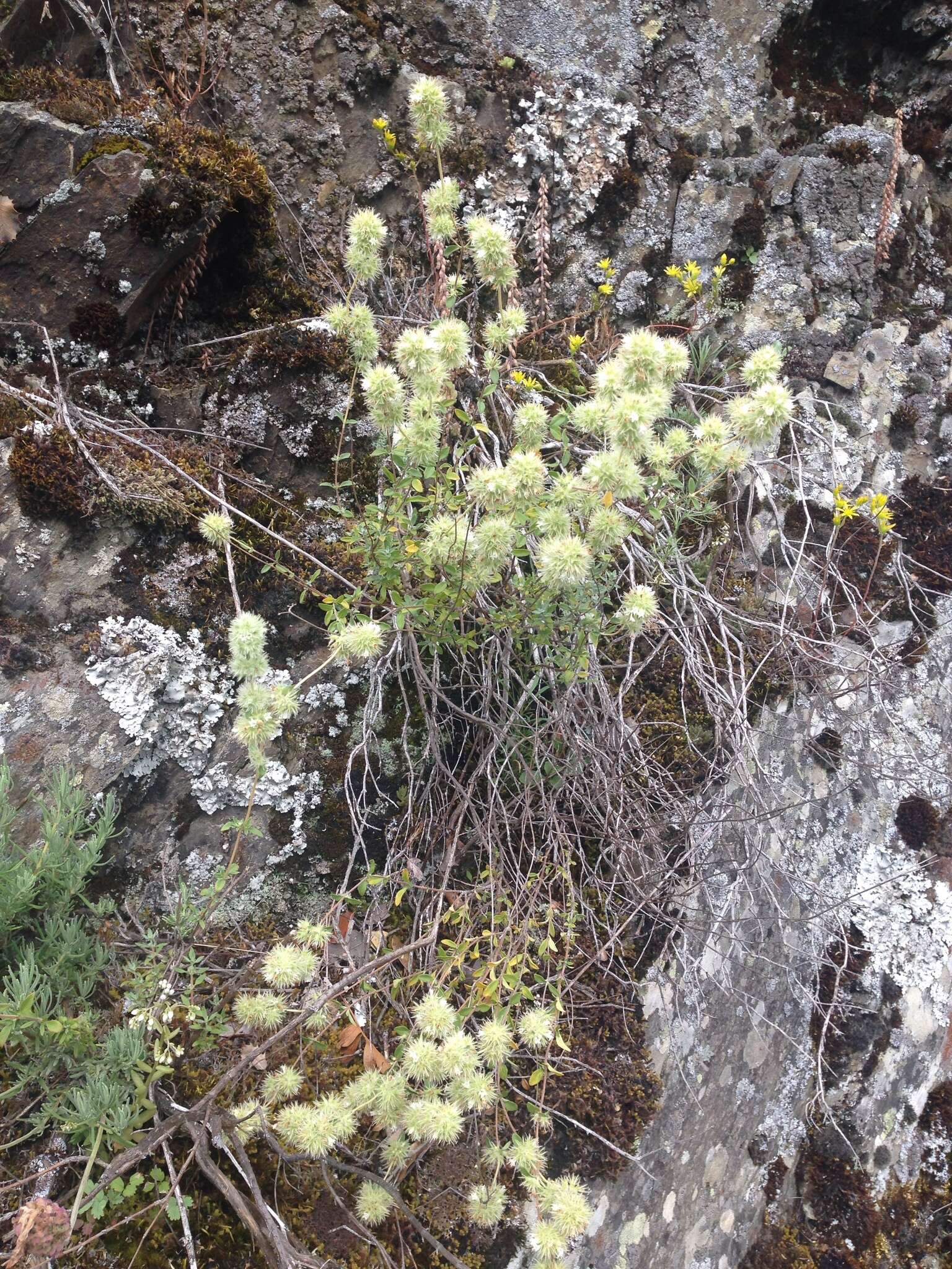 Image of Mastic Thyme