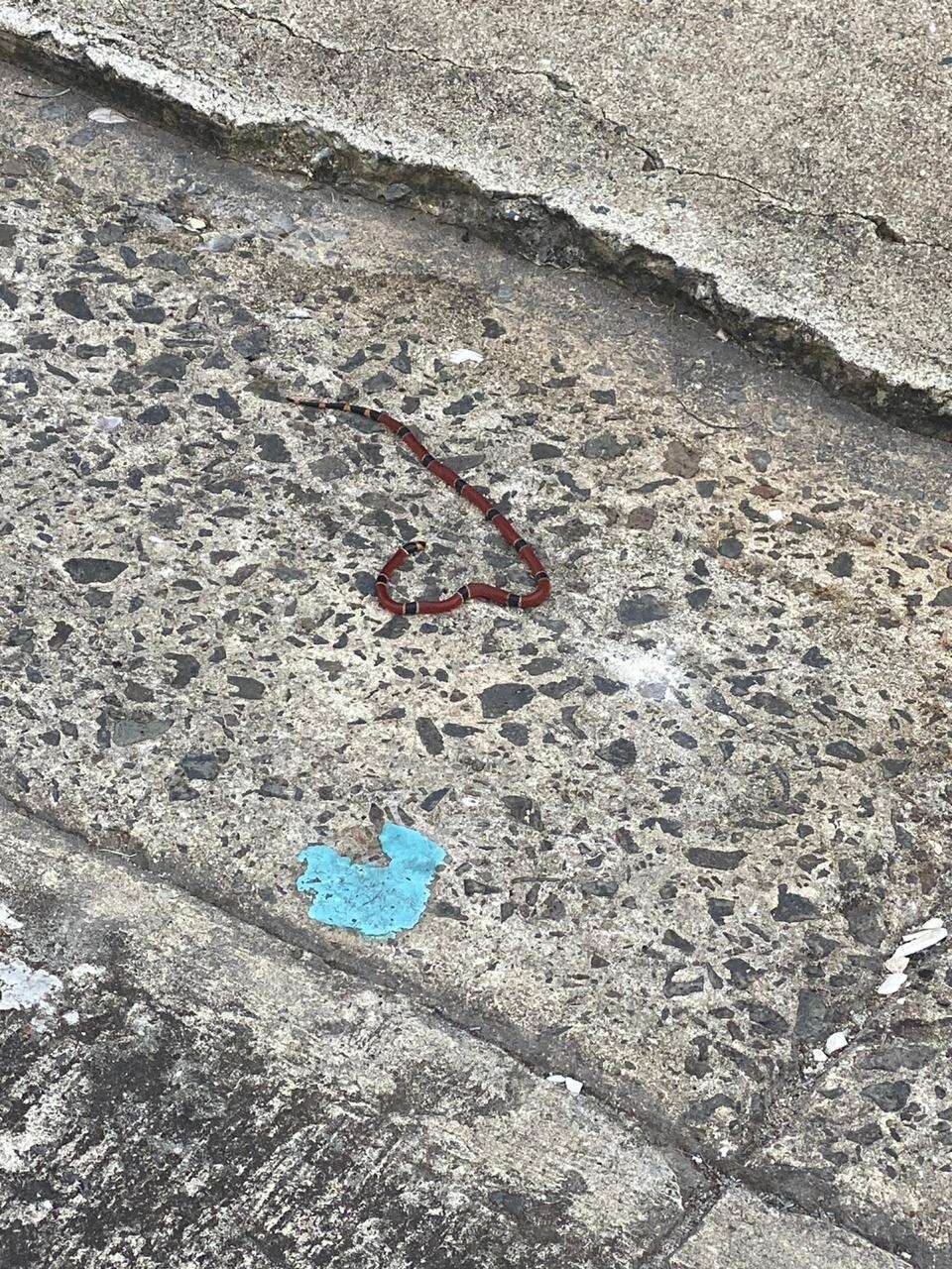 Image of Black-banded Coral Snake