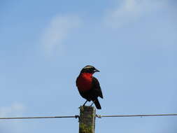 Image of White-browed Blackbird