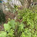 Sivun Youngia erythrocarpa (Vaniot) Babc. & Stebbins kuva