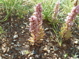 Image of Orostachys fimbriata (Turcz.) Berger