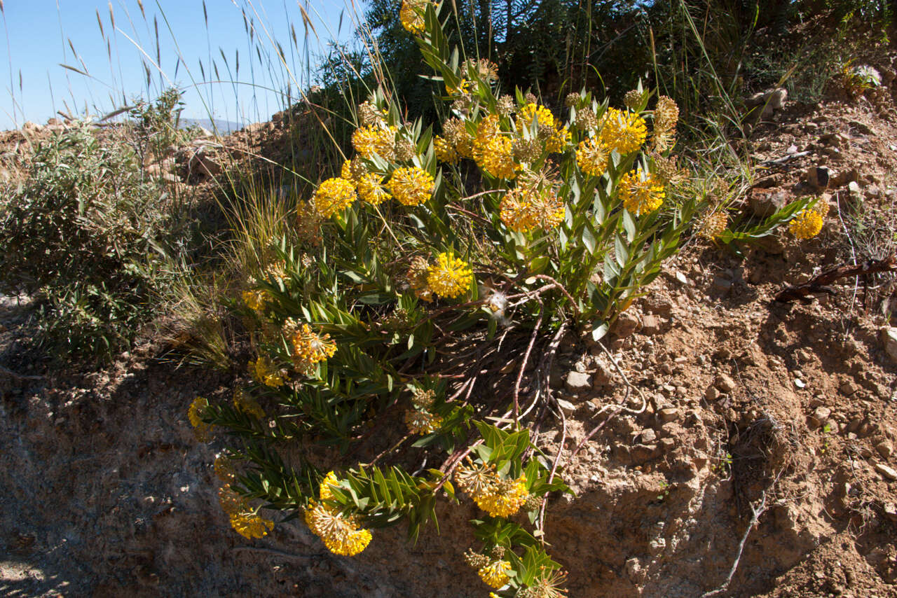 Image of Asclepias barjoniifolia Fourn.