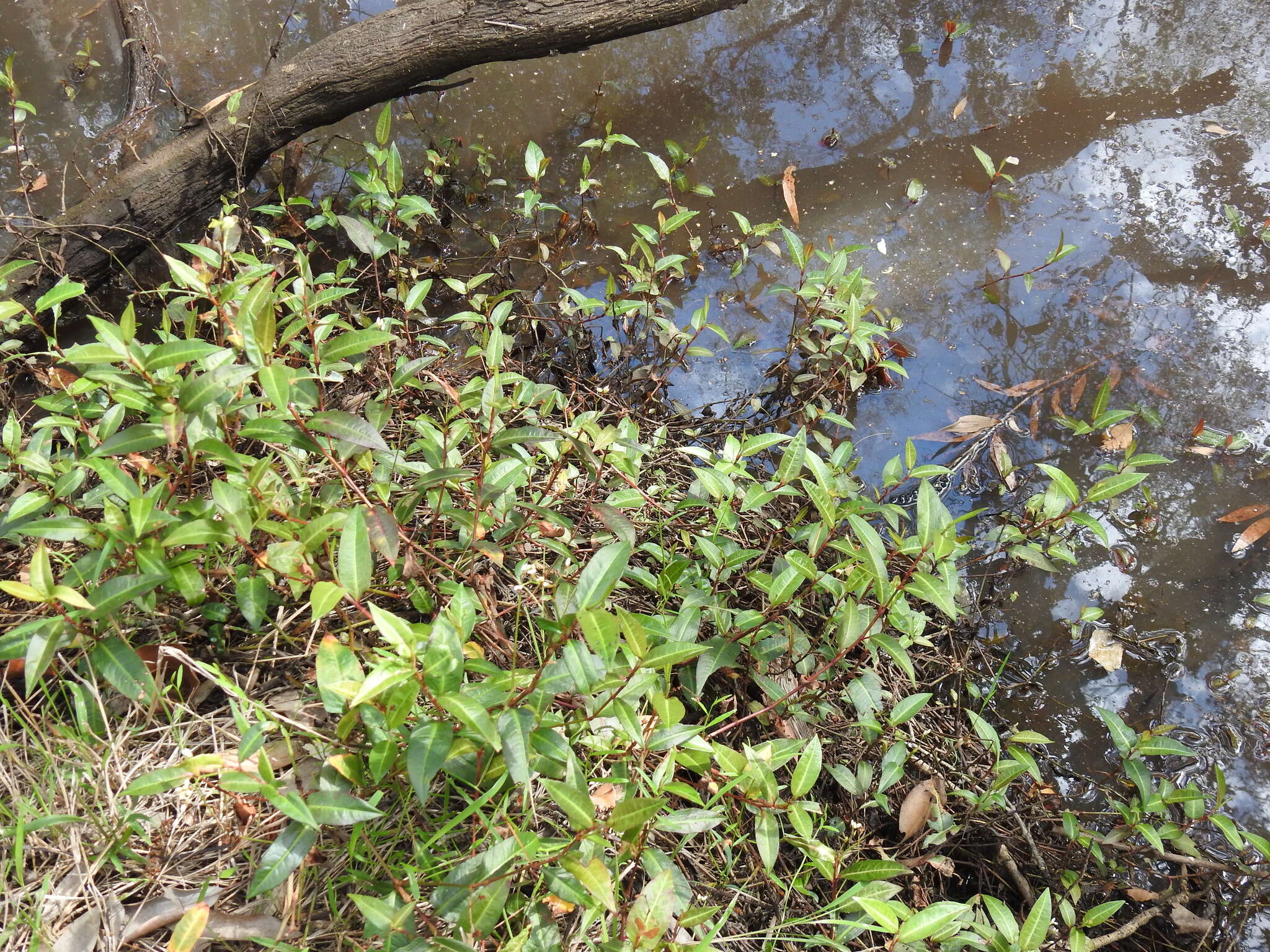 Image de Persicaria dichotoma (Bl.) S. K. Dixit, B. Datt & G. P. Roy