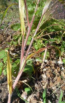 Image of witch grass