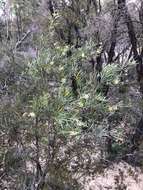 Image of Grevillea viridiflava R. O. Makinson