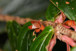 Image of Columnea querceti Oerst.