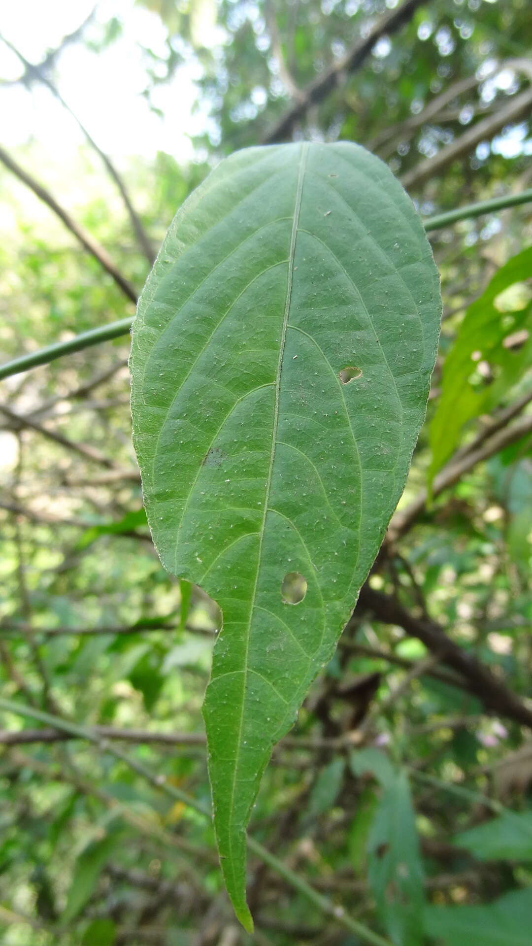 Image of Justicia wynaadensis (Nees) Heyne