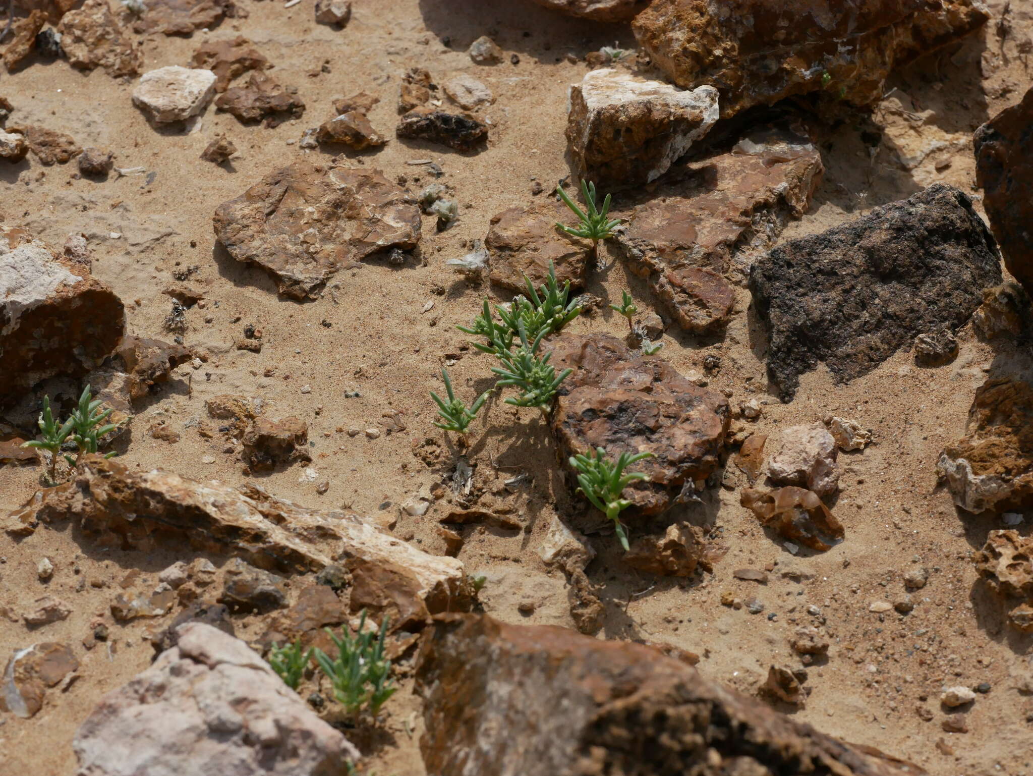 Image de Gymnocarpos sclerocephalus (Decne.) Ahlgren & Thulin