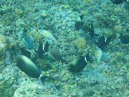 Image of Orange socket surgeonfish