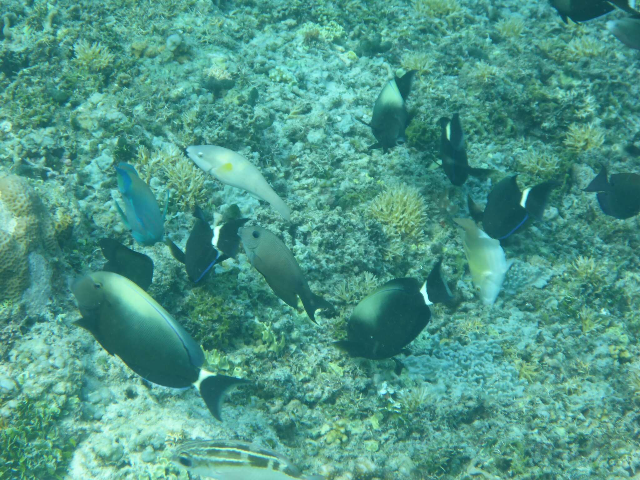 Image of Orange socket surgeonfish