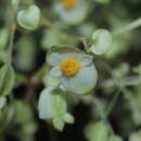 Image of Begonia hydrophylloides L. B. Sm. & B. G. Schub.