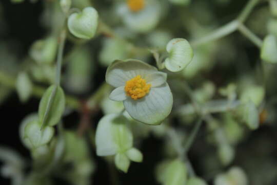 Image of Begonia hydrophylloides L. B. Sm. & B. G. Schub.